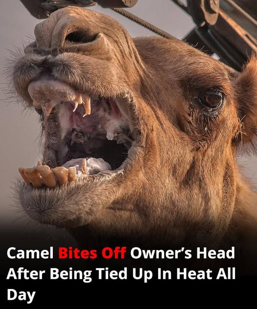 Camel, Left Neglected in Extreme Heat, Turns Deadly and Kills Owner